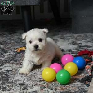 Lizzie, West Highland Terrier Puppy